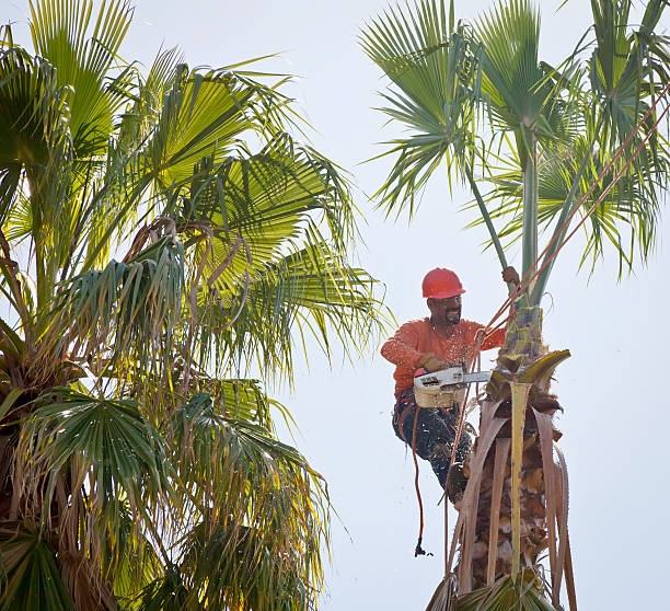 Tree Removal for Businesses in Laureles, TX